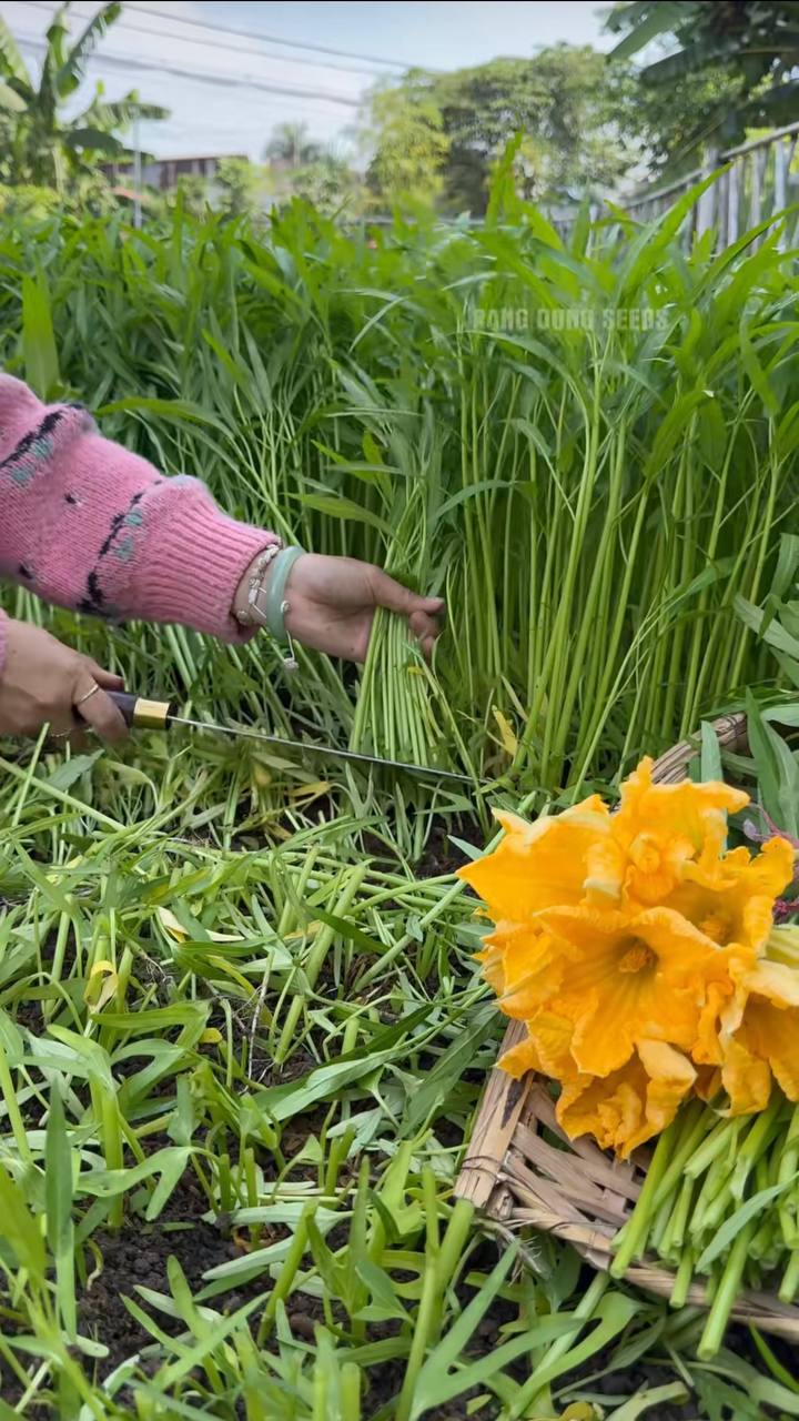 Cắt rau muống tại vườn