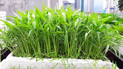 Rau muống trồng thùng xốp