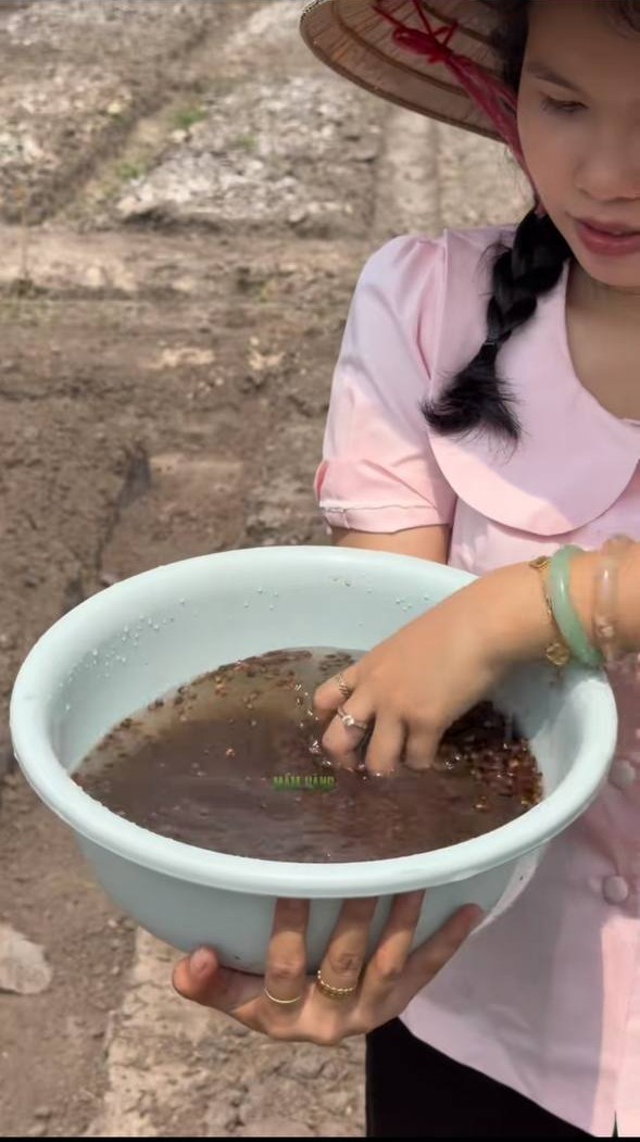 Ngâm hạt giống rau muống