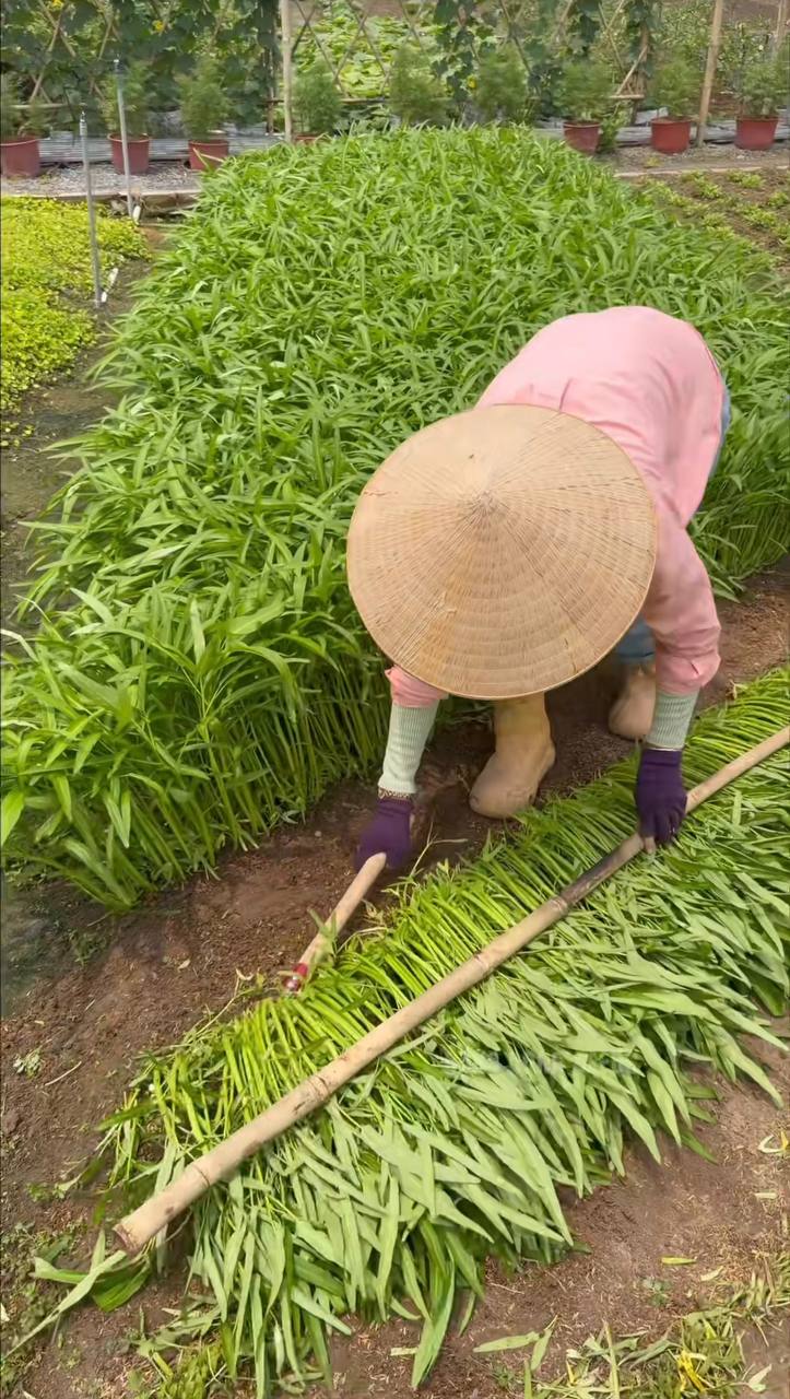 Nông dân thu hoạch rau muống