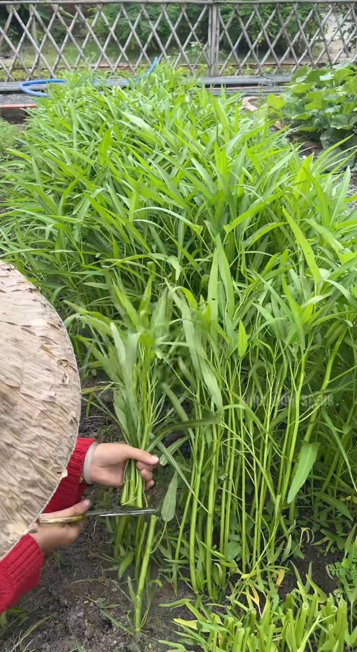 Thu hoạch rau muống tại vườn
