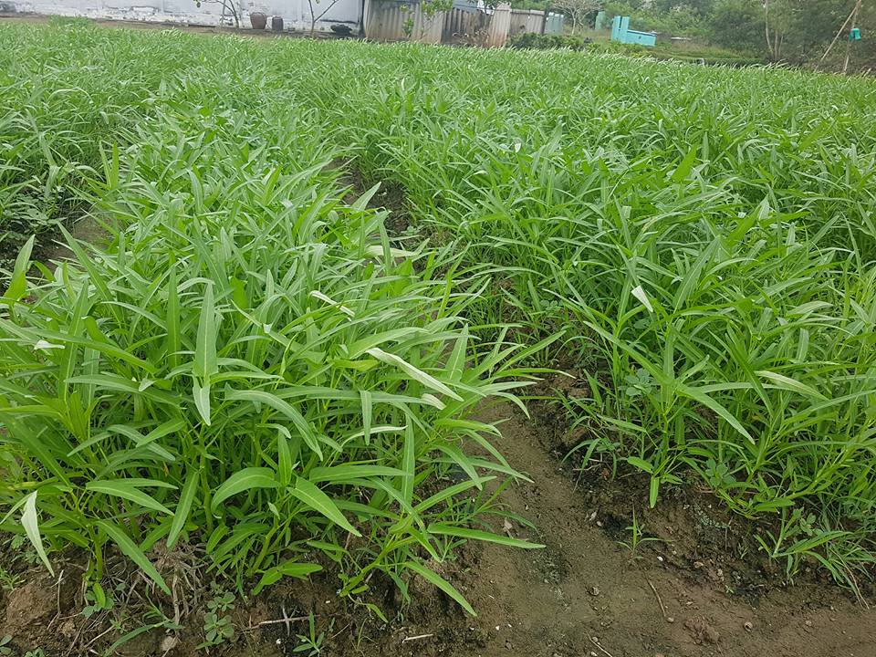 Vườn rau muống xanh tốt