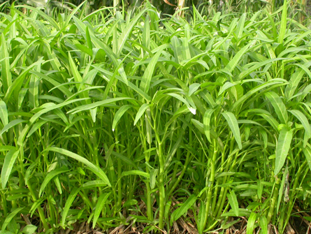 Rau muống xanh tốt